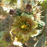 Cylindropuntia alcahes ssp. burrageana (unrooted cuttings may be proposed)